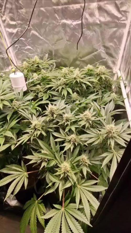 Black Cherry Punch - Pyramid Seeds