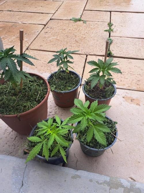 Outdoor Fem 2026. Week 6