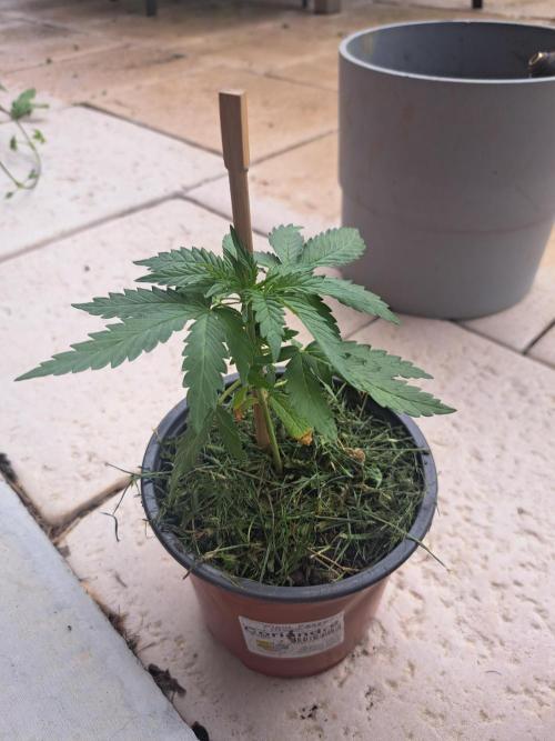 Outdoor Fem 2026. Week 6