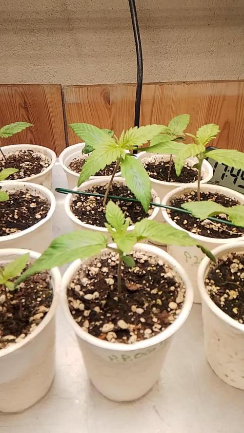 Sweet Seed Addict 🍋‍