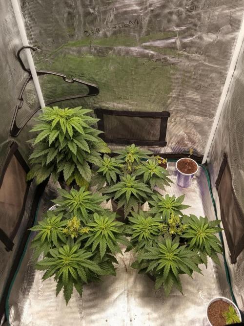Dankest Northern Lights. Week 5 - 11/5/2025,  3 Females,  One Stud Male!