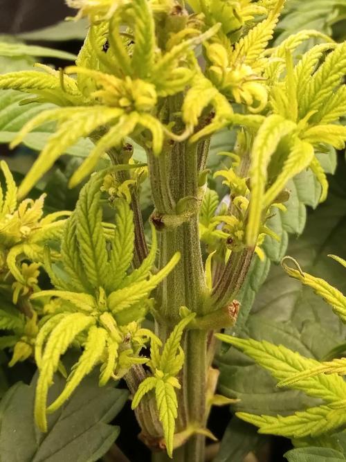 Dankest Northern Lights. Week 5 - 11/5/2025,  3rd Females Identity!