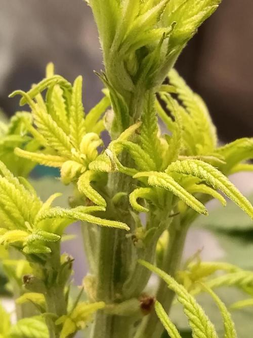 Dankest Northern Lights. Week 5 - 11/5/2025,  2nd Females Identity!