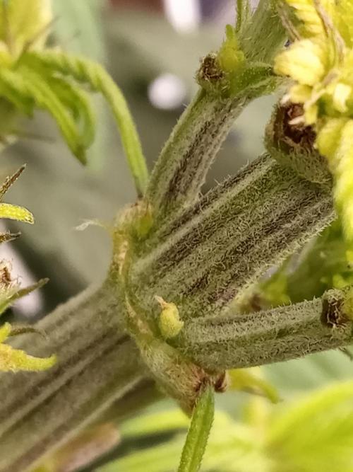 Dankest Northern Lights. Week 5 - 11/5/2025, 1st Females Identity!