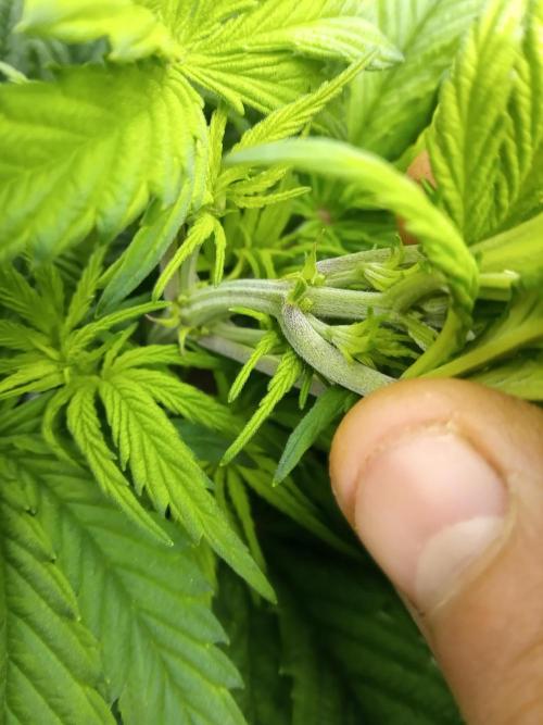 Dankest Northern Lights. Week 5 - 11/5/2025,  One Stud Male Identity!