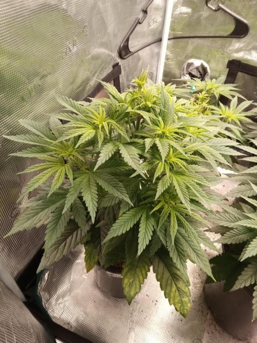 Dankest Northern Lights. Week 6 - 11/10/2025: Male