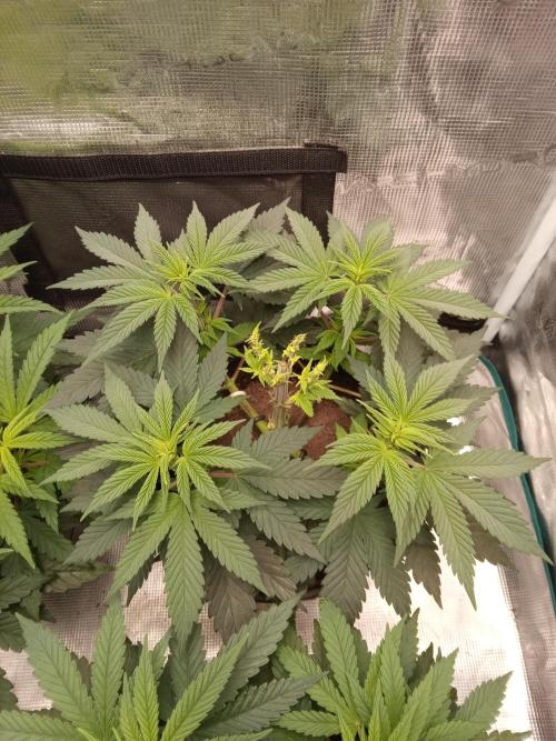 Dankest Northern Lights. Week 6 - 11/10/2025: Best Female Growing