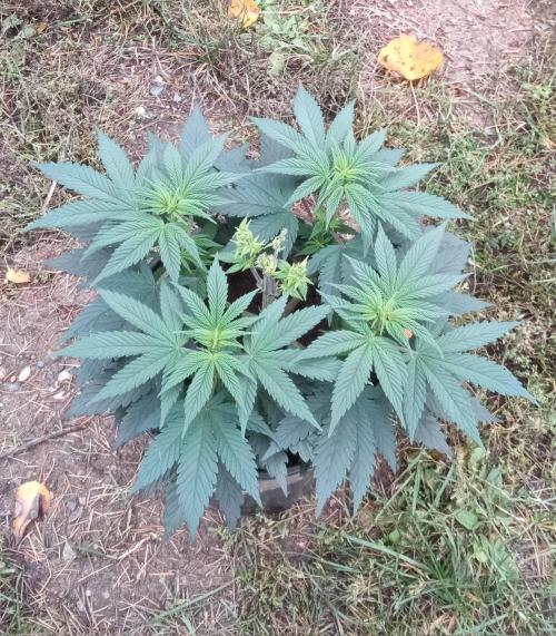 Dankest Northern Lights. Week 6 - 11/10/2025: Best Female Growing Outdoor Picture