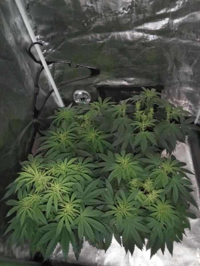 Dankest Northern Lights. Week 7 - 11/14/2025: Week One Transition Done!