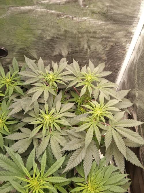 Dankest Northern Lights. Week 8 - 11/21/2025: Skunk Female Week 2 Flower!