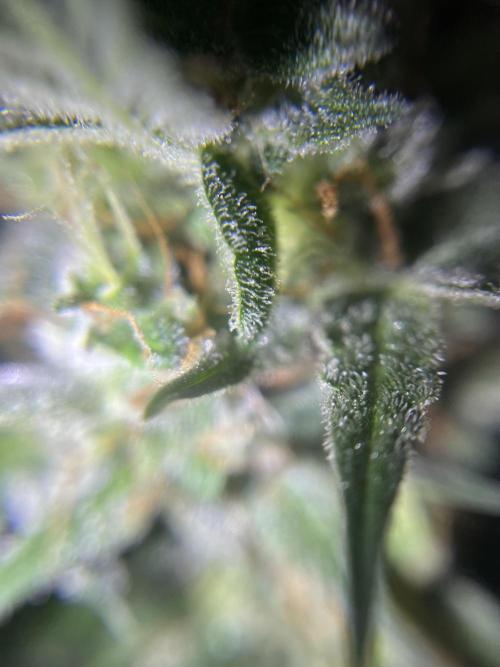 Hazeykushhash