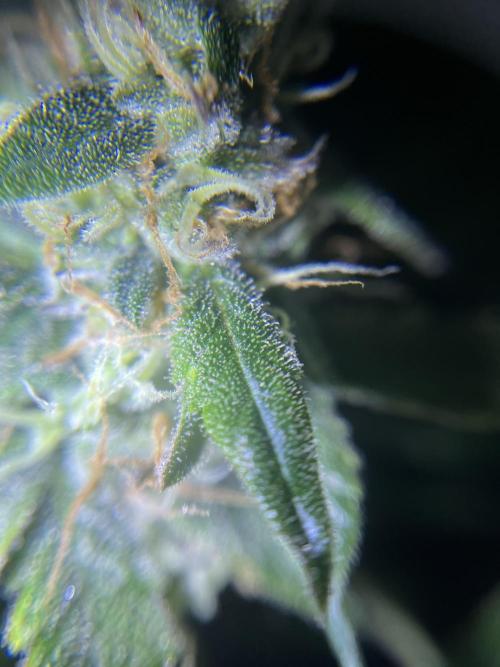 Hazeykushhash
