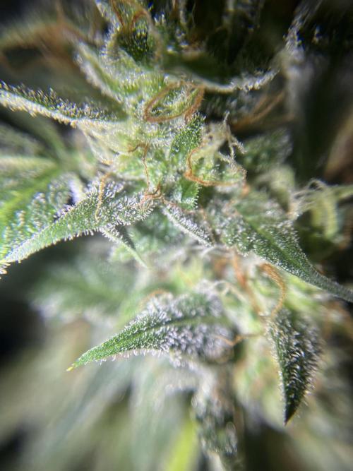 Hazeykushhash