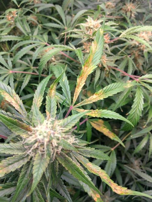 Hazeykushhash
