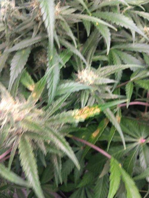Hazeykushhash