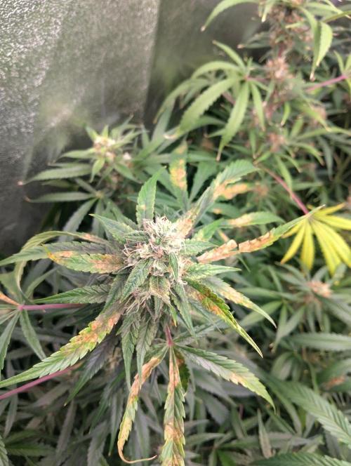 Hazeykushhash