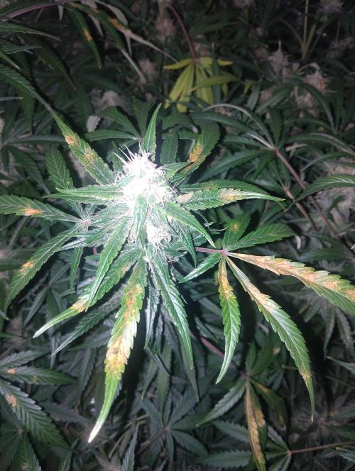 Hazeykushhash