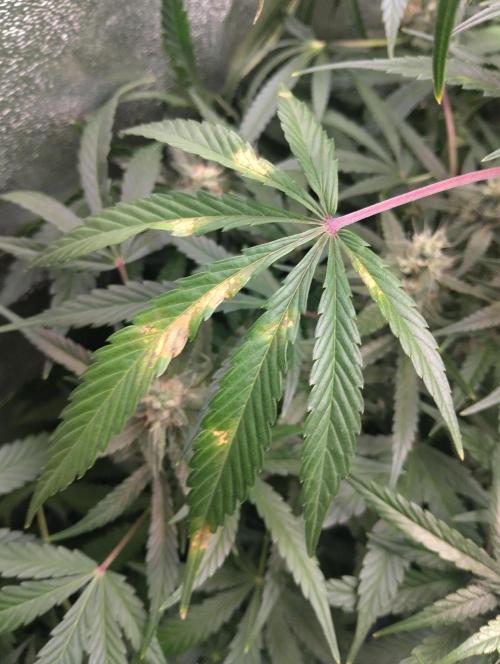 Hazeykushhash