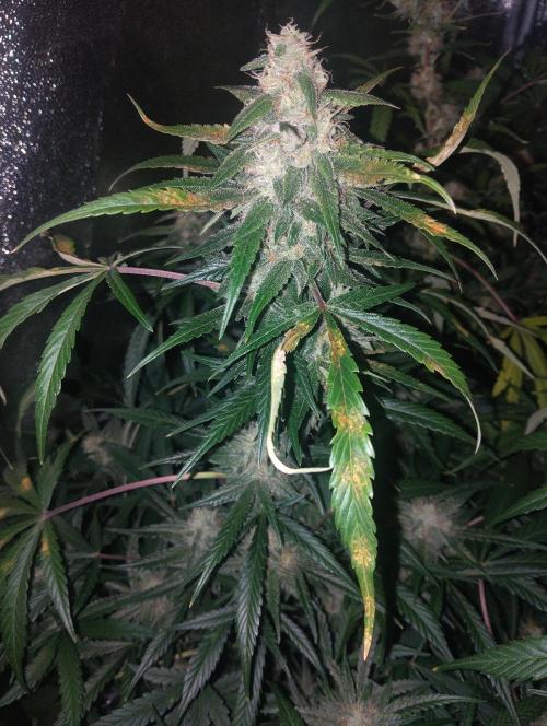 Hazeykushhash