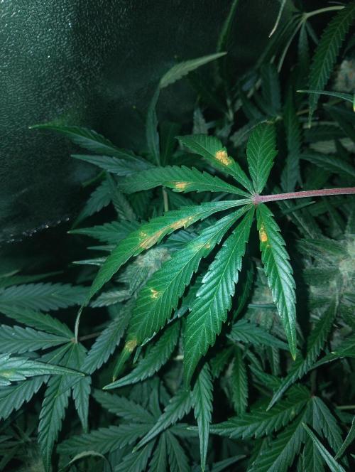 Hazeykushhash