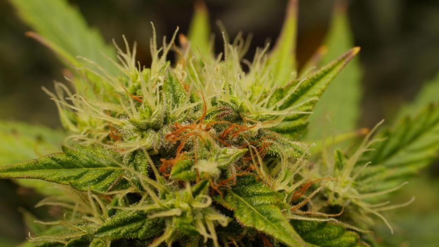 ***Lemon Pie Auto***. Week 9