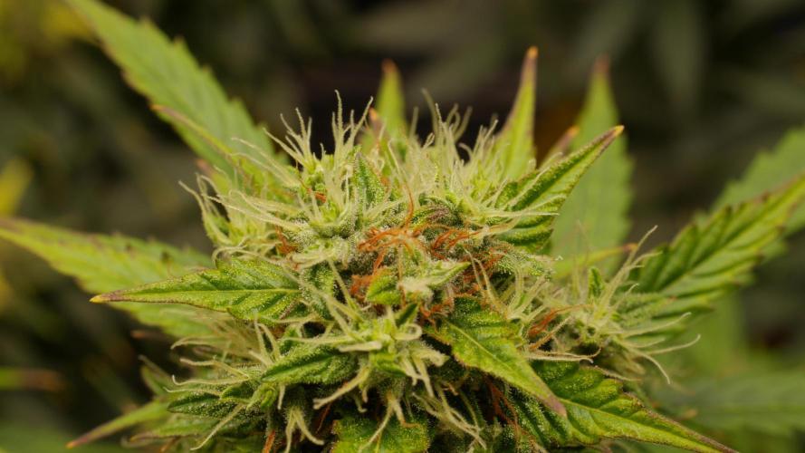 +++BREAK-UP CAKE AUTO+++. Week 9