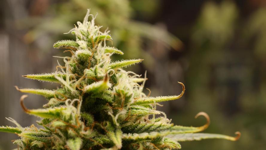 +++BREAK-UP CAKE AUTO+++. Week 9