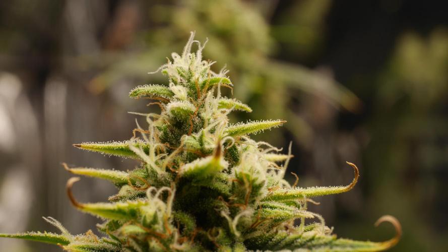 +++BREAK-UP CAKE AUTO+++. Week 9