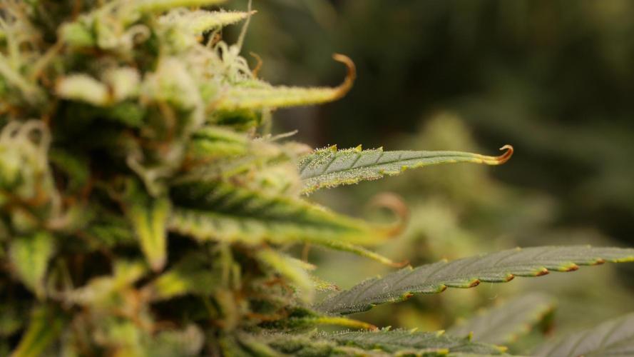 +++BREAK-UP CAKE AUTO+++. Week 9