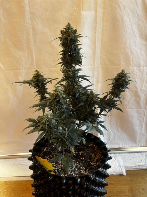 ***Lemon Pie Auto***. Week 9