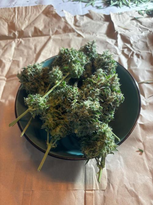 ***Lemon Pie Auto***. Week 9