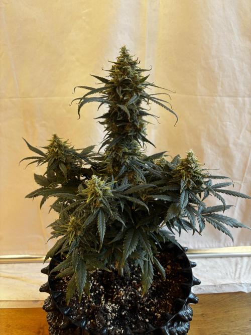 ***Lemon Pie Auto***. Week 9