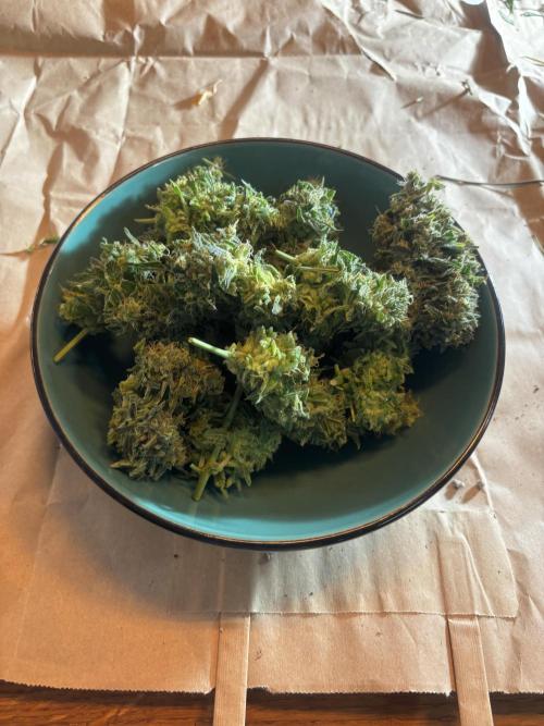 ***Lemon Pie Auto***. Week 9