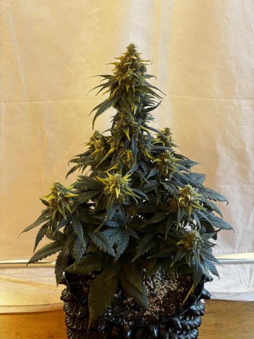 ***Lemon Pie Auto***. Week 9