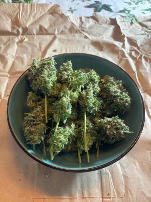 ***Lemon Pie Auto***. Week 9