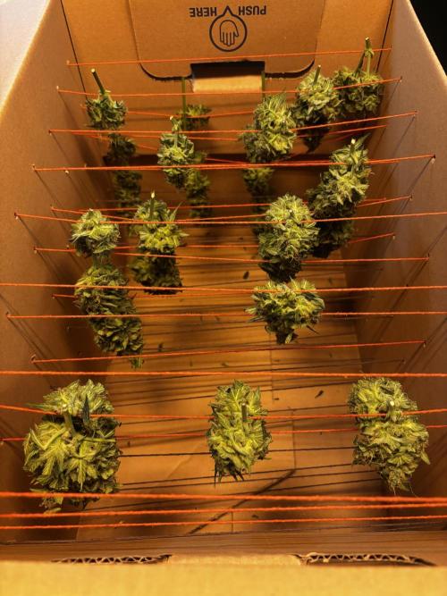 ***Lemon Pie Auto***. Week 9