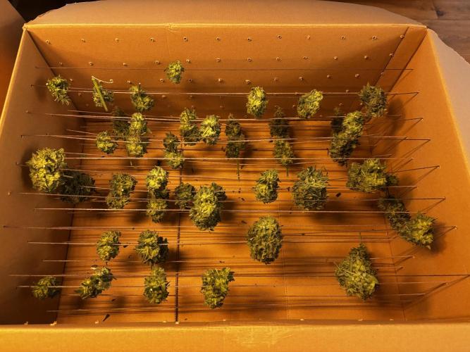 ***Lemon Pie Auto***. Week 9