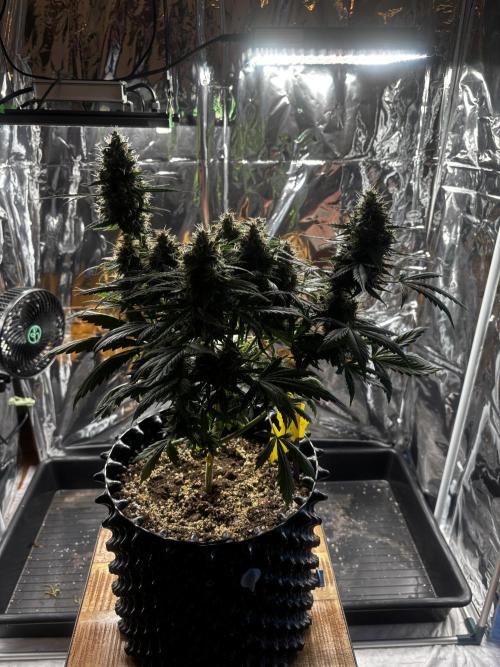 +++BREAK-UP CAKE AUTO+++. Week 10