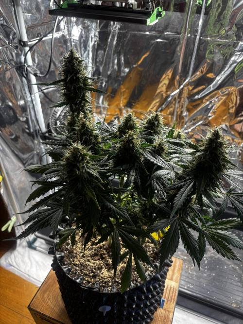 +++BREAK-UP CAKE AUTO+++. Week 10