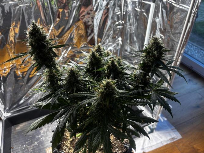 +++BREAK-UP CAKE AUTO+++. Week 10