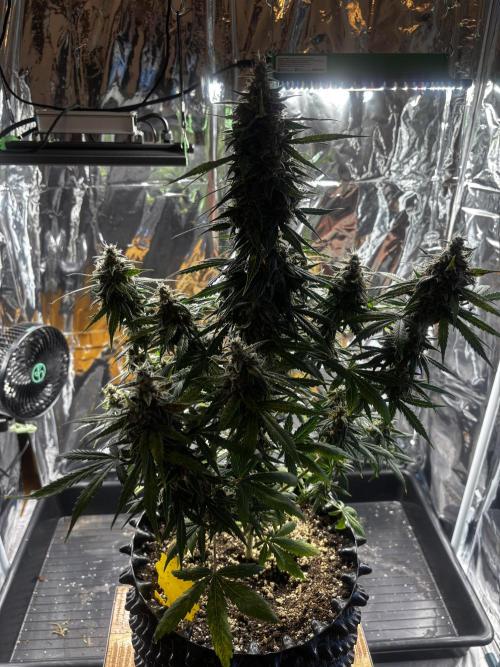 +++BREAK-UP CAKE AUTO+++. Week 10