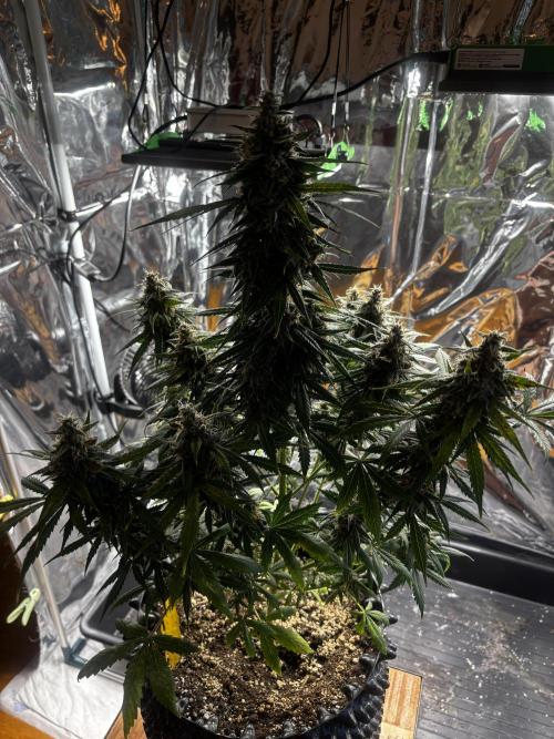 +++BREAK-UP CAKE AUTO+++. Week 10