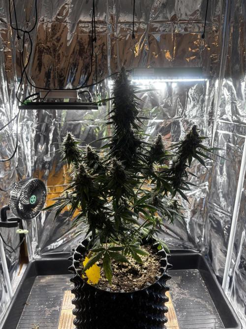 +++BREAK-UP CAKE AUTO+++. Week 10