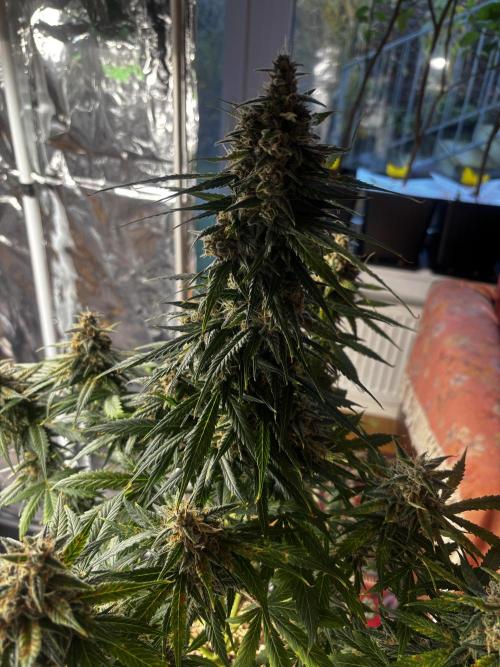 +++BREAK-UP CAKE AUTO+++. Week 10