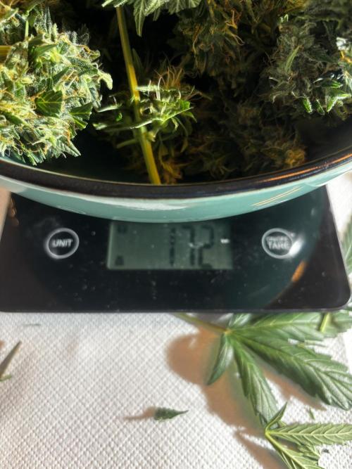 +++BREAK-UP CAKE AUTO+++. Week 10