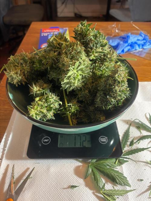 +++BREAK-UP CAKE AUTO+++. Week 10