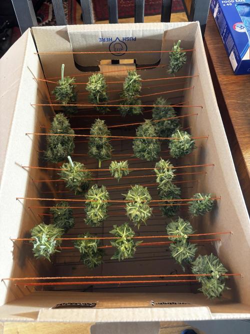 +++BREAK-UP CAKE AUTO+++. Week 10