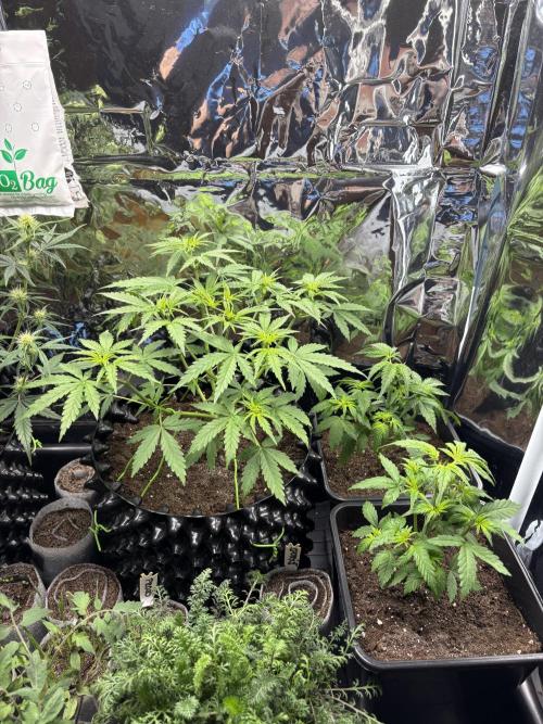 °°°Spring Mixano°°°. Week 4 - Lemon AK