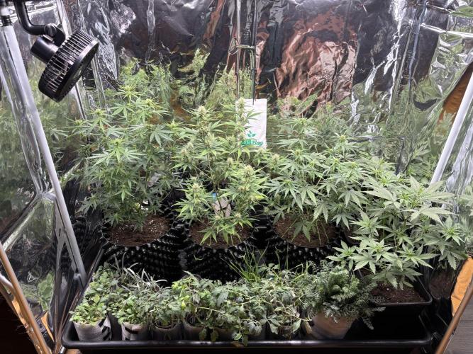 °°°Spring Mixano°°°. Week 5