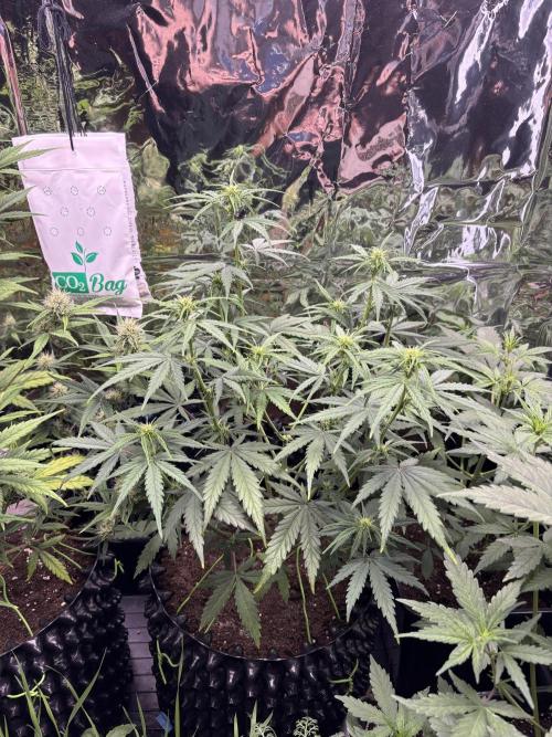°°°Spring Mixano°°°. Week 5 - Lemon AK